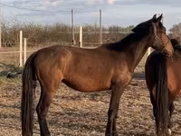 Stute, Nonius horse — Foto 1