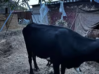 Vache, Latvian Blue cattle — photo 6
