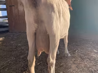 Cabra, Saanen goat — foto 8