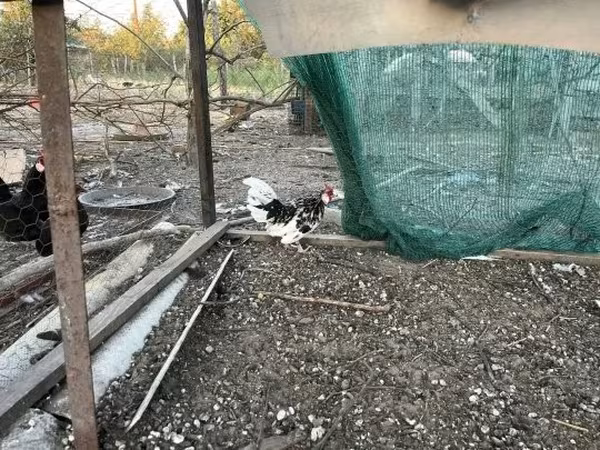 Chickens