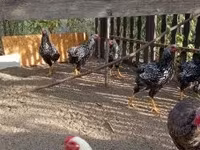 Chickens — photo 2
