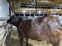 Kuh, Brahman — Foto 5