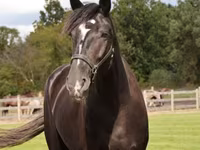 Caballo, Percheron — foto 3