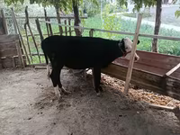 Skot (série, pohlaví neuvedeno), Russian Black pied cattle — foto 2