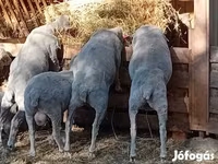 Beran, Merino sheep — foto 3