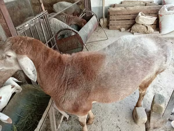 Ram, Arashan sheep