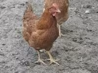 galinha dinamarquesa — foto 6