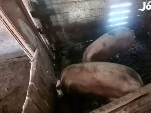नर सूअर, सूअर