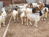 Cabra, Damask goat — foto 1