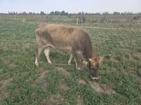 Vaca, Brown Mountain — foto 3