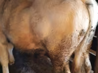 Bull, Belgian Blue — photo 2