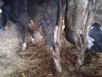 सांड, Russian Black pied cattle — फ़ोटो 3
