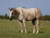 Kůň, Quarter Horse — foto 2