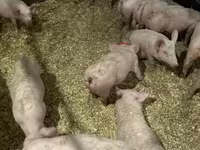 Pigs (batch, sex not specified), Гипор — photo 4