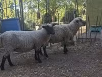 Beran, Shroshire sheep — foto 4