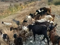 बकरी, बकरियाँ — फ़ोटो 2