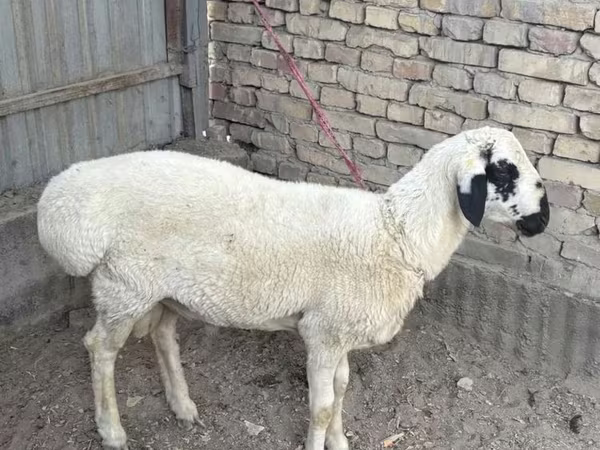 Ram, Suffolk sheep