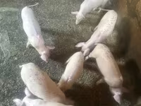 मादा सूअर, Датский ландрас — फ़ोटो 7