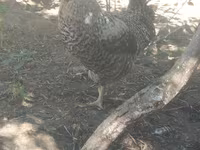 Slovinská proužkovaná slepice — foto 3
