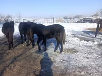 Horse (M), Yakutian horse — photo 3