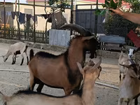 Cabro, Alpine goat — foto 3