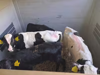 Byk, Simmental cattle — zdjęcie 7