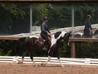 公马, Friesian — 照片 7