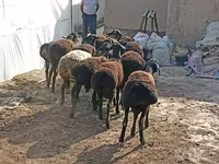 绵羊（批次，未指定性别）, Tajik sheep — 照片 2