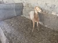 Carnero, Rhon sheep — foto 2