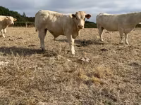 Taureau, Charolais cattle — photo 4