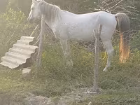 घोड़ा, Azerbaijan horse — फ़ोटो 1