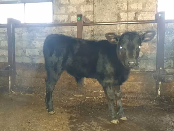 公牛, Cattle