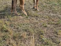 Vache, Race Alatauskaya — photo 2