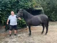 Jument, Hucul pony — photo 8