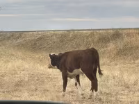 Бик, Simmental cattle — фото 3