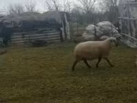 Carnero, Shroshire sheep — foto 2