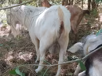 Boucs, LaMancha goats — photo 2