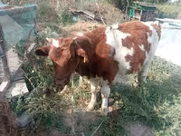 Bull, Red-spotted breed — photo 1
