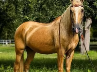 Caballo, Quarter Horse — foto 4