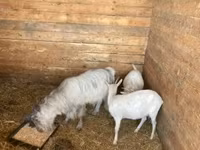 Chèvre, Chèvres — photo 1