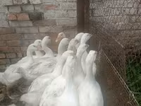 लिंडा — फ़ोटो 2