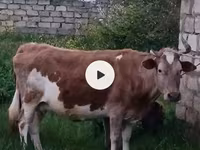 Vache, Zébu azerbaïdjanais — photo 1