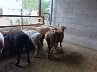 نعجة, Rhon sheep — الصورة 6