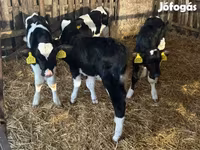 ثور, Russian Black pied cattle — الصورة 4