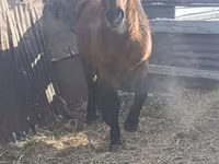 公马, Mugalzhar horse — 照片 3
