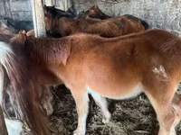 公马, Mugalzhar horse — 照片 2