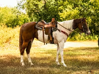 घोड़ा, American paint horse — फ़ोटो 2