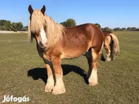 Caballo, Belgian Draught — foto 6
