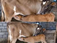 Cow, Red-spotted breed — photo 3