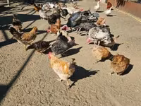 Chickens — photo 6